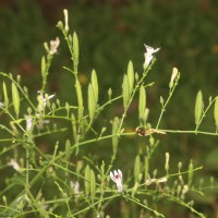 Andrographis paniculata (Burm.f.) Nees